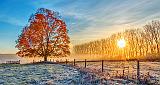 Autumn Tree In Sunrise_P1210194-6